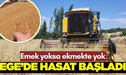 Ege'de hububat hasadı başladı