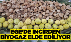 Ege'den incirden biyogaz enerjisine yolculuk