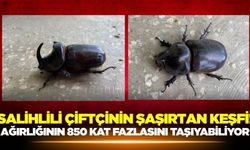 Dünya'nın en güçlü böceği Salihli'de bulundu