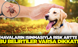 Havaların ısınmasıyla birlikte vakalar arttı: Bu belirtiler varsa dikkat!