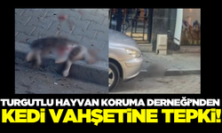 Turgutlu Hayvan Koruma Derneği'nden kedi vahşetine sert tepki!