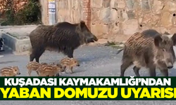 Kuşadası Kaymakamlığı'ndan Yaban Domuzu Uyarısı!