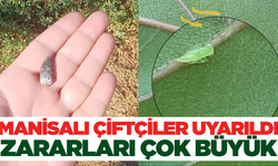 Salihlili çiftçiler zararlılara karşı uyarıldı