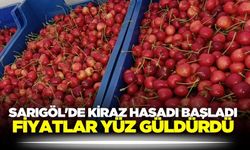 Sarıgöl'ün kırmızı altınında hasat heyecanı! Fiyatlar yüz güldürüyor