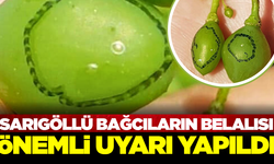 Sarıgöllü bağcıların dikkatine