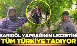 Sarıgöl'ün yaprakları Türkiye'nin dört bir yanında