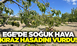 Kiraz üreticisi kara kara düşünüyor: Soğuk hava rekolteyi etkiledi