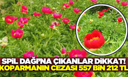 Spil Dağı'nda çıkanlar dikkat: Şakayıkları koparmanın cezası 557 bin 212 TL