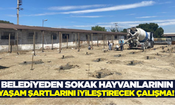 Turgutlu'da sokak hayvanlarının yaşam şartlarını iyileştirecek çalışma!