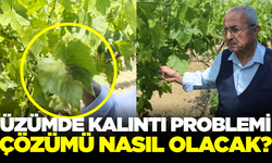 Üzümde kalıntı sorunu nasıl çözülür?