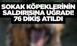 Yaşlı adam köpek saldırısına uğradı