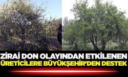 Ege'de zirai don olayından etkilenen üreticilere Büyükşehir'den destek