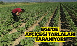 Aydın'da çayır tırtılına karşı mücadele sürüyor!