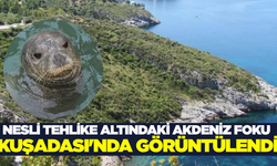 Akdeniz Foku Kuşadası'nda görüntülendi!