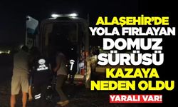 Alaşehir'de domuz sürüsü kazaya neden oldu!