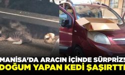 Manisa'da Ticari Aracın İçinde Doğum Yapan Kedi Şaşırttı