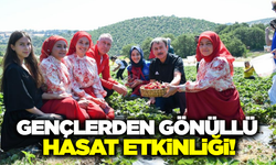 Balıkesir'de gençler gönüllü hasatta hem öğrendi hem de eğlendi