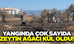 Balıkesir'de yangın: Çok sayıda zeytin ağacı kül oldu!