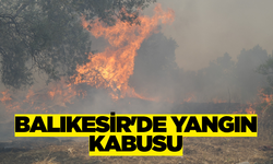 Edremit'te Zeytinlikler Tehdit Altında