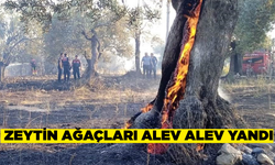 Edremit'te 123 zeytin ağacı alev alev yandı