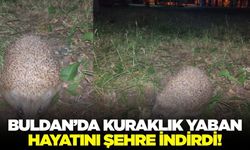 Buldan'da yaban hayvanlarında artış!
