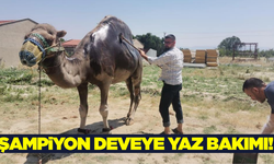 Deve güreşlerinin şampiyonu yaza hazırlanıyor