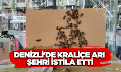 Denizli’de Şehir Merkezine Arı Akını