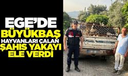 Ege'de hırsızlık: Büyükbaş hayvanları çaldı