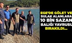 Ege'de 10 bin sazan balığı yavrusu bırakıldı
