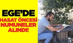 Ege'de verim kaybını önleme çalışmaları sürüyor