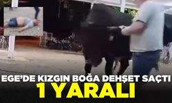 Ege'de boğa saldırısı: 1 yaralı