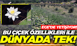 Dünyada eşi benzeri yok: 'O tüm çiçeklerin kraliçesi'