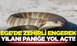 Afyonkarahisar’da Engerek Yılanı Alarmı
