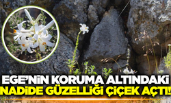 Ege'nin nadide güzelliği çiçek açtı!