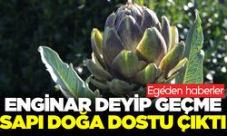 Enginar sapından doğa dostu çözüm