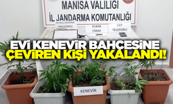 Manisa'da kenevir yetiştiren şahıs yakalandı