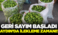 Aydın’da İncirde Yeni Sezon Umutla Başladı