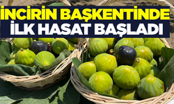 Aydın’da Erkenci İncir Hasadı Başladı