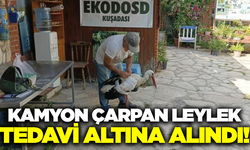 Aydın'da yaralı leylek tedavi altına alındı!