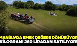 Manisalı kadınlar iş başında: Hasat coşkusu