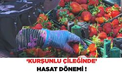 Kurşunlu çileği hasadı başladı!