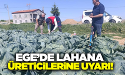 Afyonkarahisar'da lahana üreticilerine uyarı!