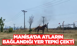 Irlamaz Vadisi’nde Atların Yeşil Alana Bağlanmasına Vatandaşlardan Tepki