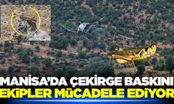 Manisa'da çekirge istilasına karşı mücadele