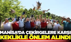Manisa’da çekirge zararlısına karşı önlem alındı