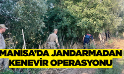 Manisa Kırsalında Kenevir Avı Başladı