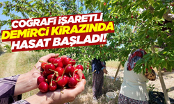 Demirci'de kiraz hasadı başladı!