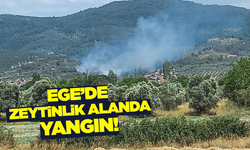 Muğla'da zeytinlikte yangın! Ekipler seferber oldu