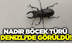 Nesli tükenme tehlikesi altında bulunan böcek türü Denizli’de görüldü