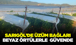 Sarıgöl Ovası’nda Üzüm Bağlarında Koruma Çalışmaları Başladı